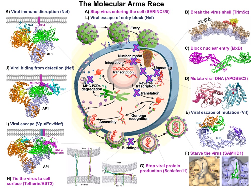 Innate defenses against HIV Xiong Laboratory